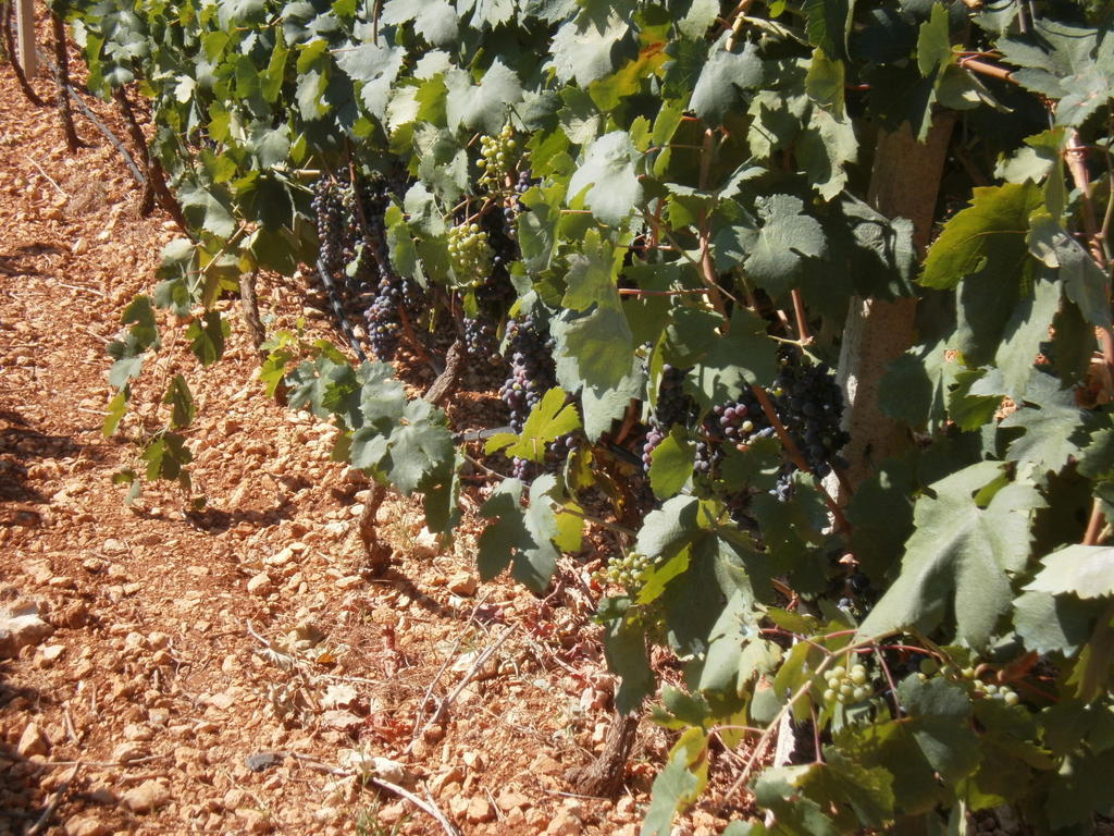Masseria Nuova Francavilla Fontana Ngoại thất bức ảnh